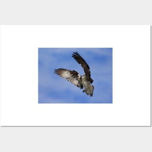 Osprey Wingspan Posters and Art